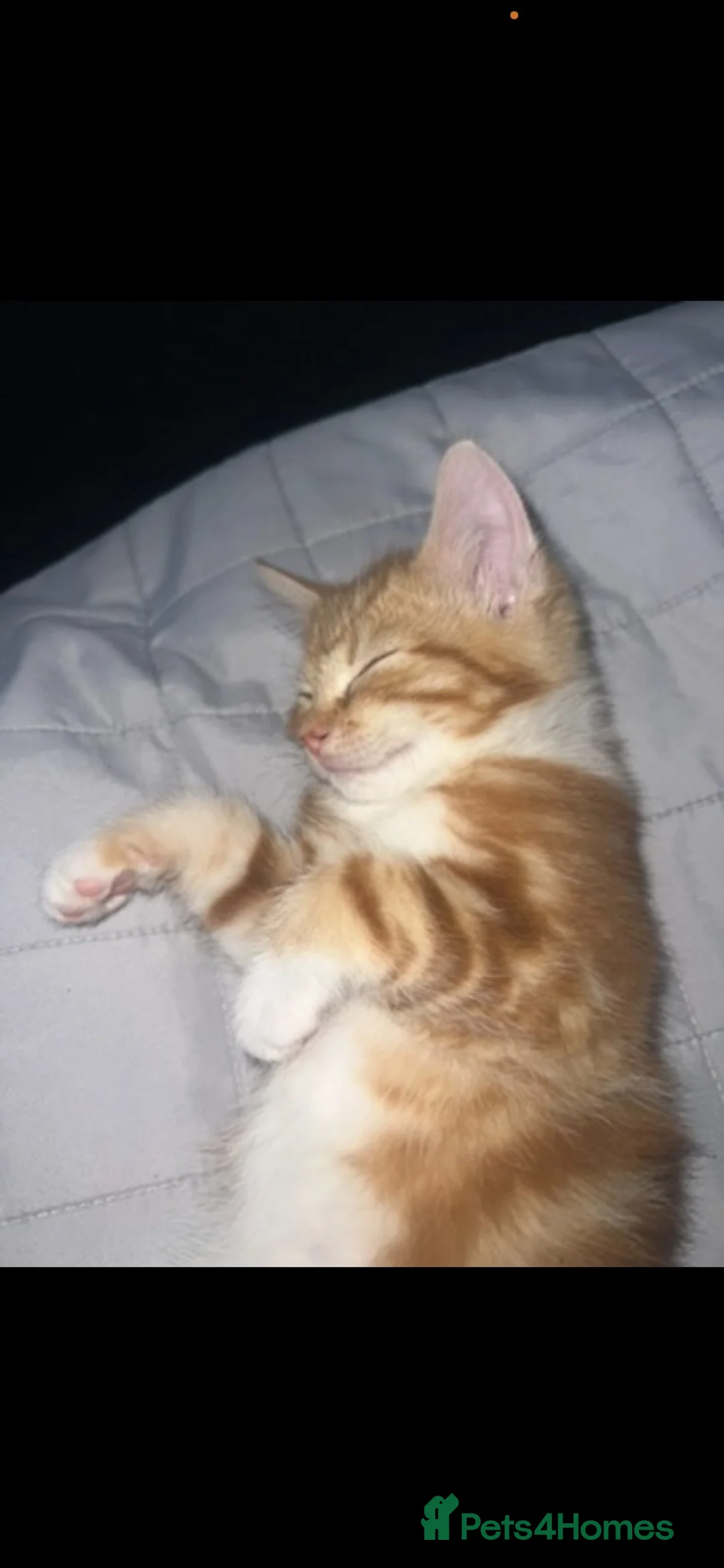 Mixed Breed cats for sale: Kitten for sale - Advert 2