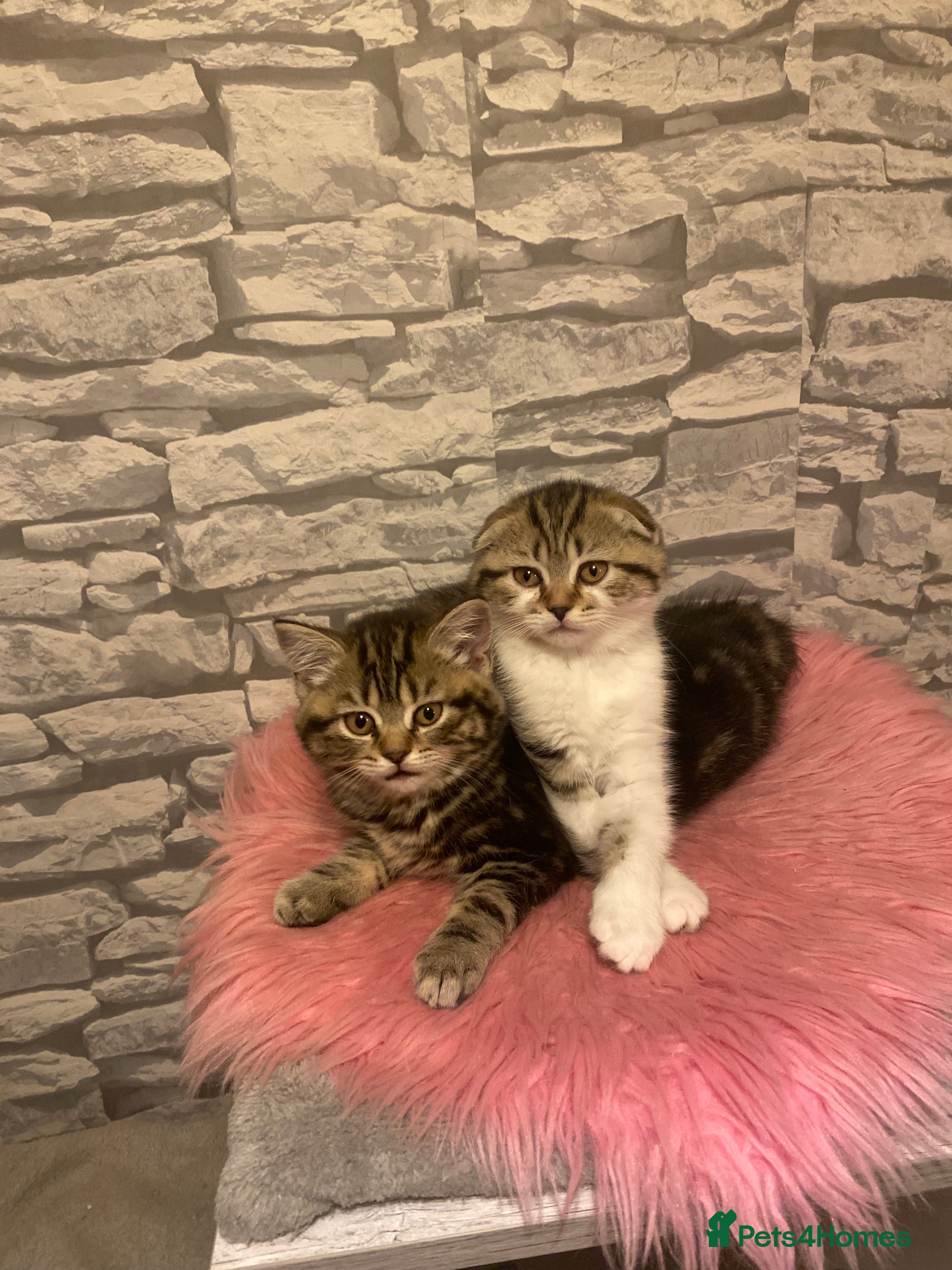 British Shorthair cats British Shorthair Kittens  - Advert 4