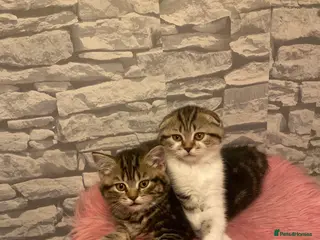 British Shorthair cats British Shorthair Kittens - Advert 2