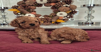 Cavapoo dogs - Advert 14