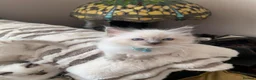 Ragdoll cats for sale: Gccf Anne Baker lines champion Ragdoll kittens  - Advert 25