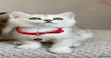 British Longhair cats - Advert 15