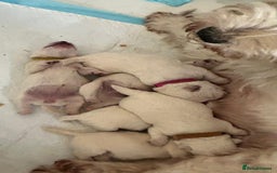 West Highland Terrier dogs for sale: KC Reg Quality West Highland Terrier Puppies  - Image 12