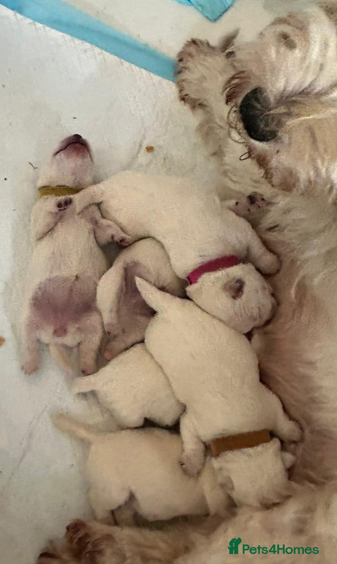 West Highland Terrier dogs for sale: KC Reg Quality West Highland Terrier Puppies  - Image 12