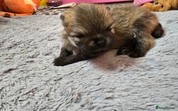 Pomeranian dogs for sale: GEORGEUS LOVELY POMERANIAN PUPPY'S 🐶07587756229🐶 - Image 8