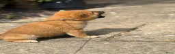 Japanese Shiba Inu dogs for sale: Mame Shiba , parents health tested champions  - Advert 4