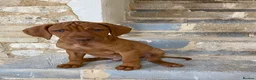 Hungarian Vizsla dogs for sale: KC REG & HEALTH CHECKED PARENTS & PUPS - Advert 9