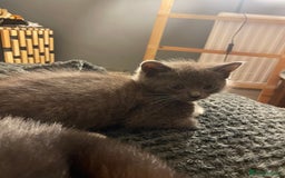 Mixed Breed cats for sale: 3 kittens - Image 17