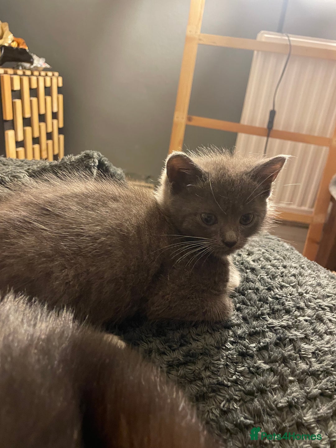 Mixed Breed cats for sale: 3 kittens - Image 17