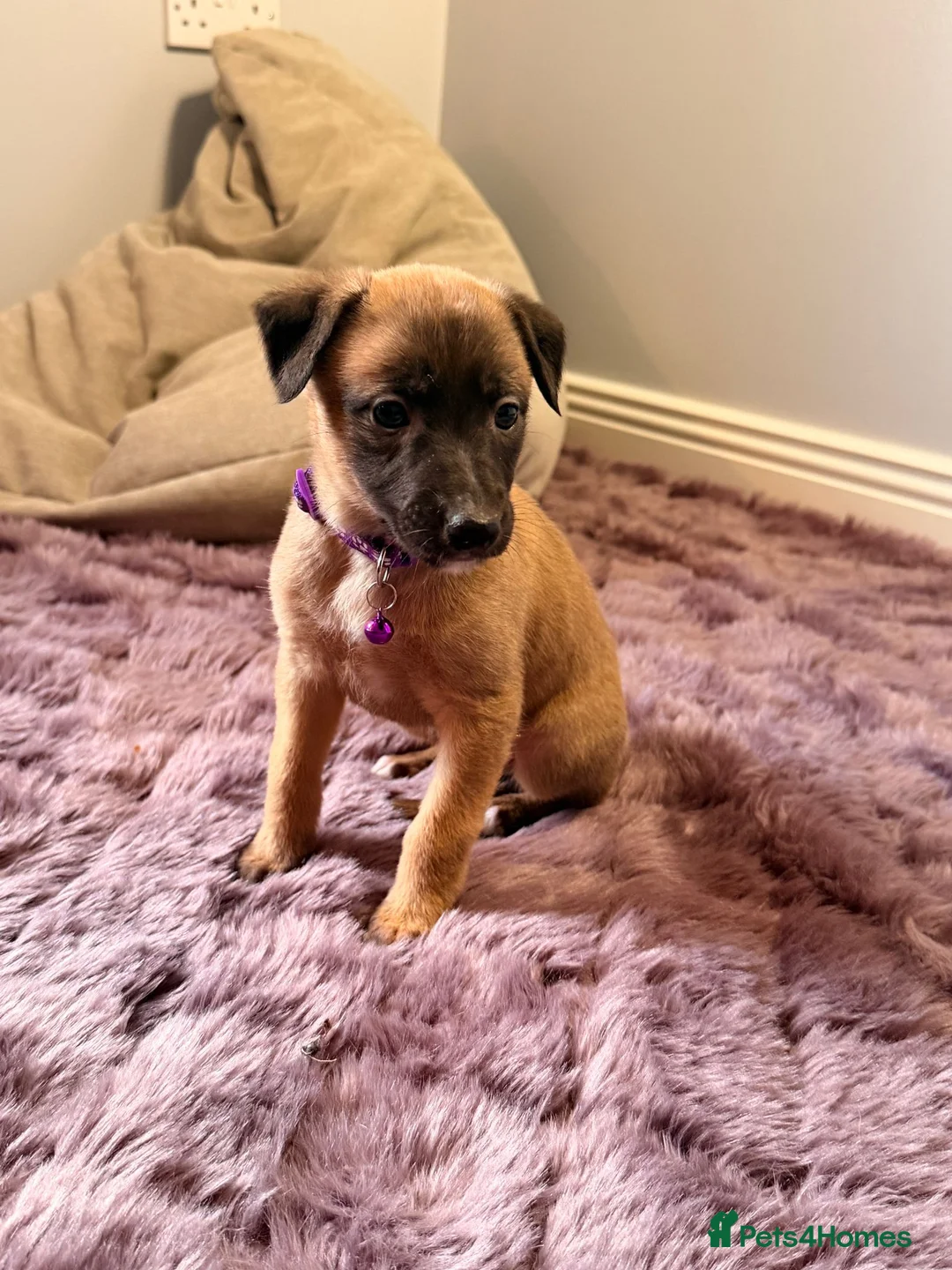 Mixed Breed dogs for sale: All Girls Greyhound/Whippet/Lurcher Cross Puppies! - Advert 11