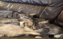 Maine Coon cats for sale: Three Mainecoon kittens for sale - Image 3