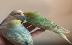 Budgerigars birds for sale: Tamed Handreared Budgies For Sale - Image 4
