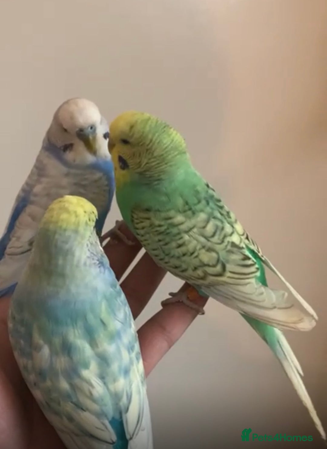 Budgerigars birds for sale: Tamed Handreared Budgies For Sale - Image 4