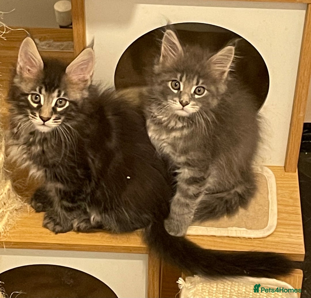 Maine Coon cats for sale: GCCF registered Maine Coon kittens  - Image 4