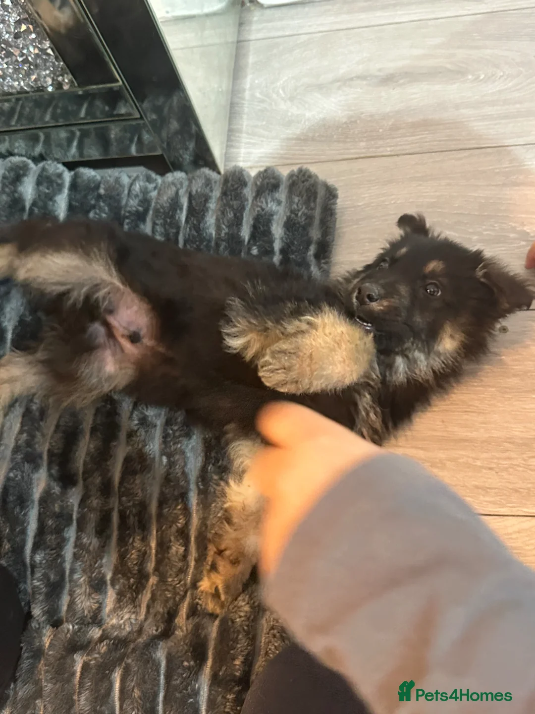 German Shepherd dogs for sale: German Shepherd puppy  - Advert 2