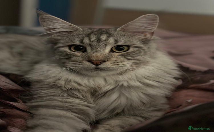Maine Coon cats - Advert 1