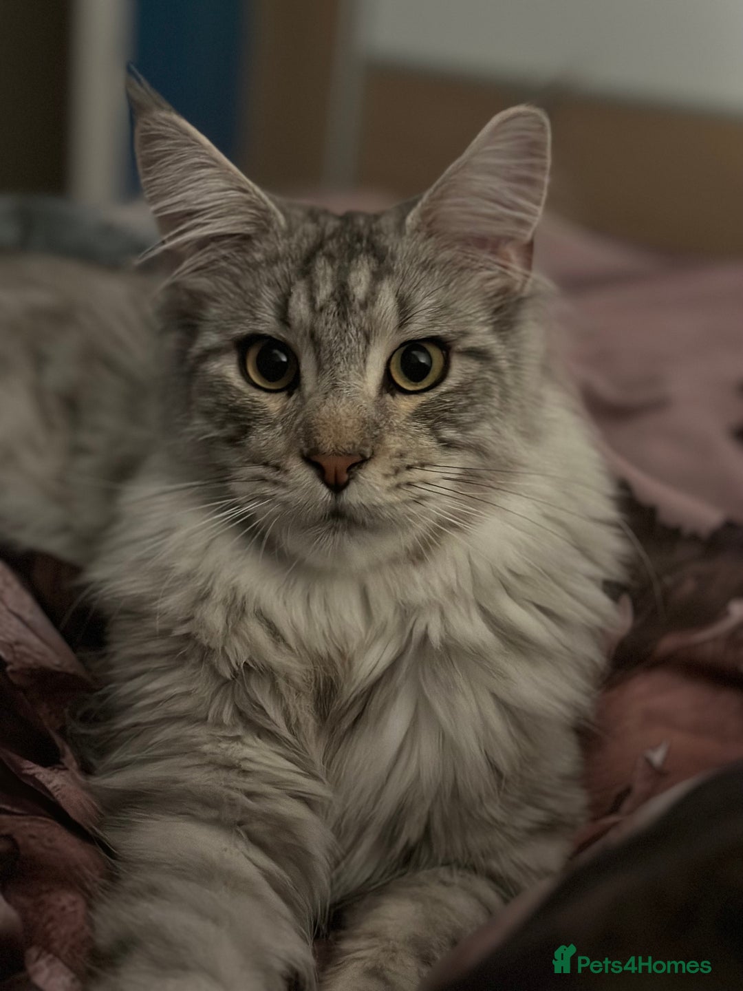 Maine Coon cats for sale: Looking for a temporary home for my cat - Image 1