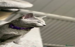 Russian Blue cats for sale: (TOP QUALITY) TICA REGISTERED RUSSIAN BLUE KITTENS - Image 6