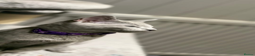 Purple Collar (Female)