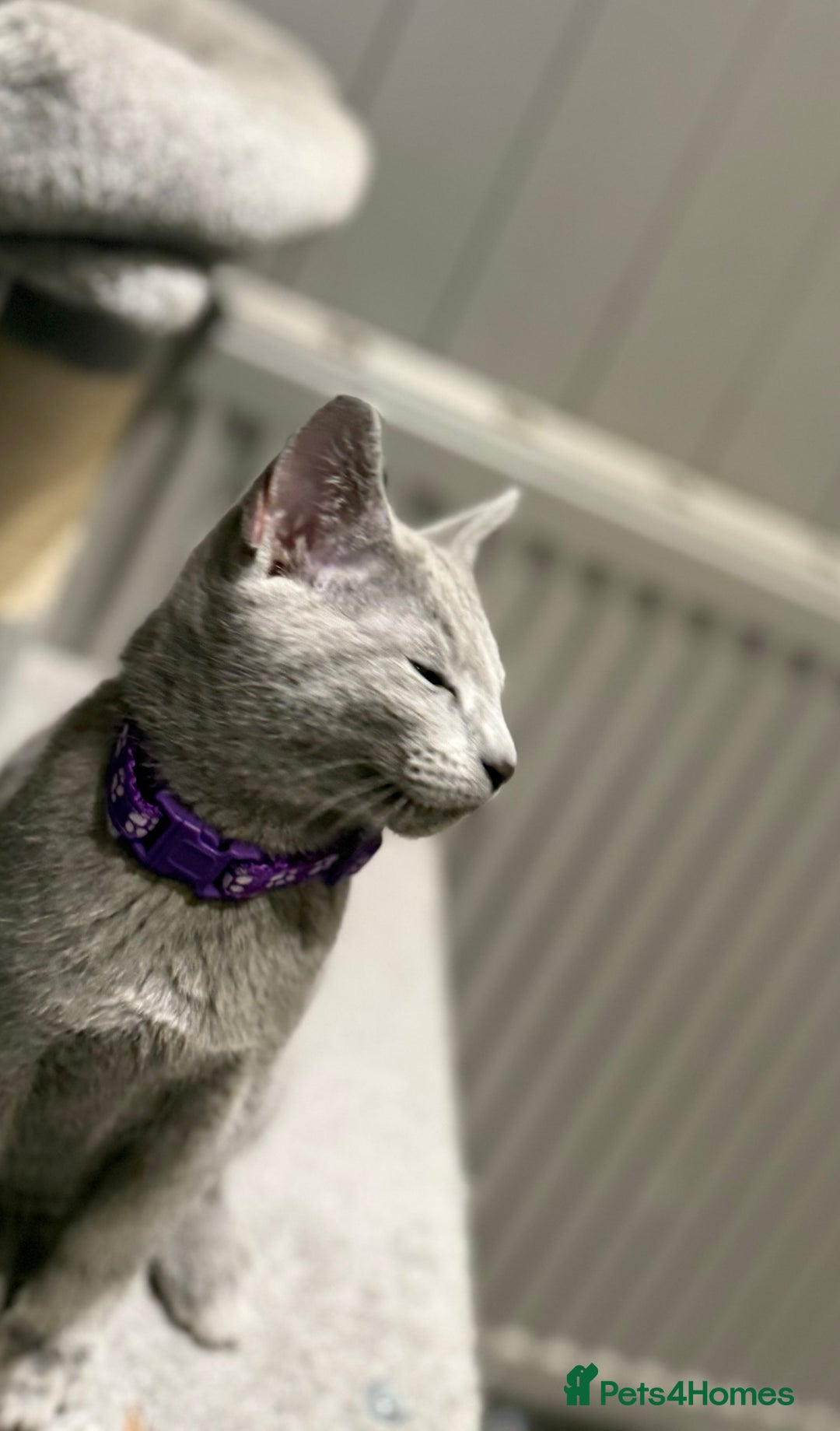 Russian Blue cats for sale: (TOP QUALITY) TICA REGISTERED RUSSIAN BLUE KITTENS - Image 6