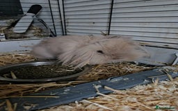 Mini Lion Lop rabbits for sale: 4 beautiful lionlops  - Image 7
