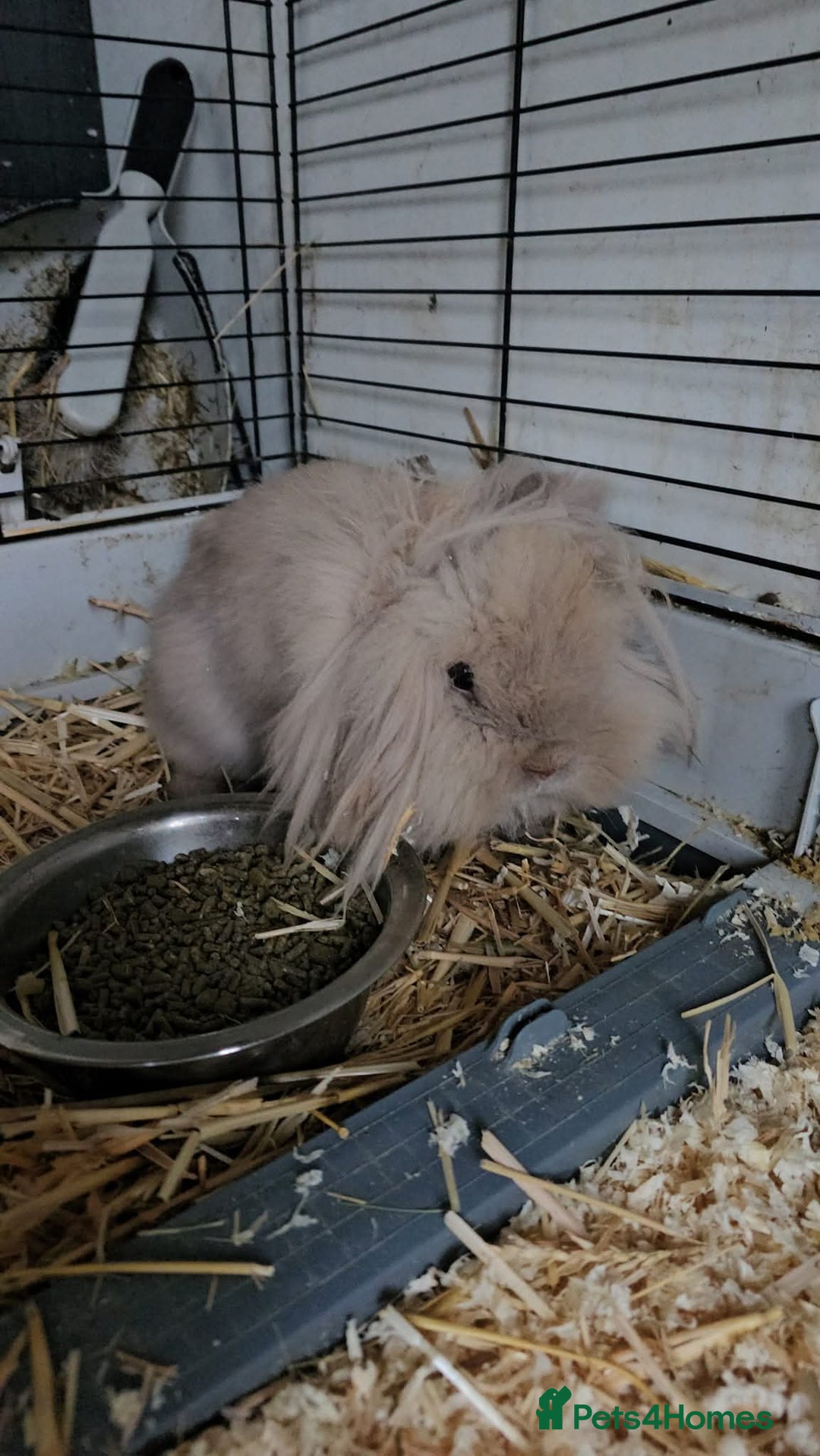 Mini Lion Lop rabbits for sale: 4 beautiful lionlops  - Image 7