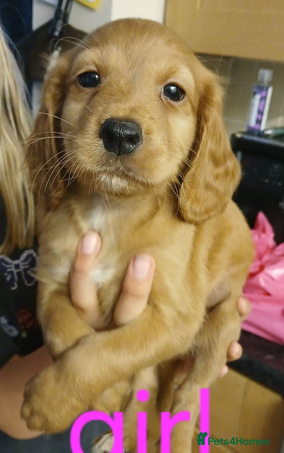 Cocker Spaniel dogs Ready to leave 7 cocker spaniels - Advert 1