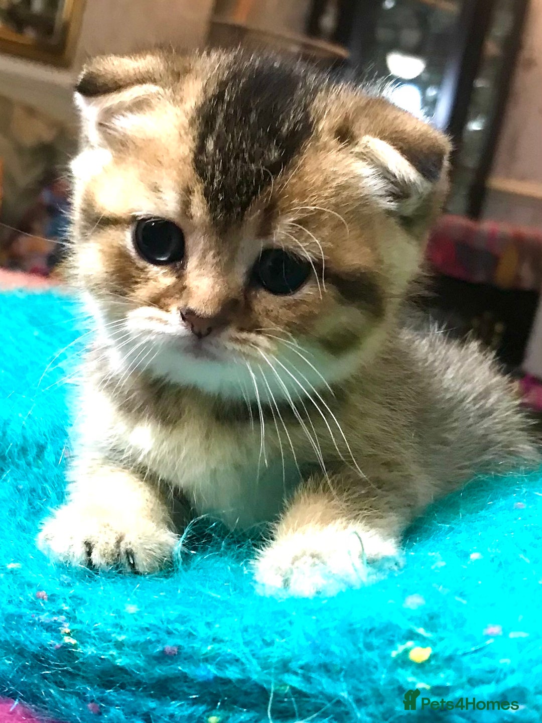 Scottish Fold cats for sale: 5 Scottish Fold Kittens for sale - Advert 21