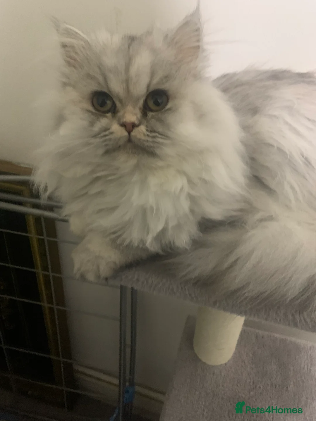 Persian cats for sale: Fluffy Persian Girl Looking for a Forever Home - Advert 7