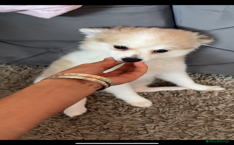 Pomchi dogs - Advert 13