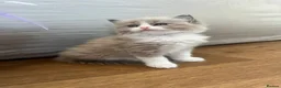 Ragdoll cats for sale: Registered Ragdoll Kittens for Sale - Advert 13