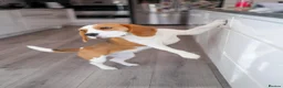 Beagle dogs for sale: Female beagle seeking sofa - Advert 4