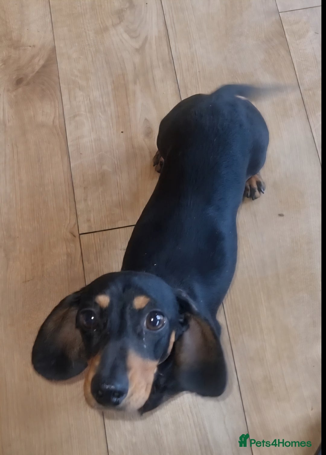 Dachshund dogs for sale: Removing our beautiful little girl  - Advert 2