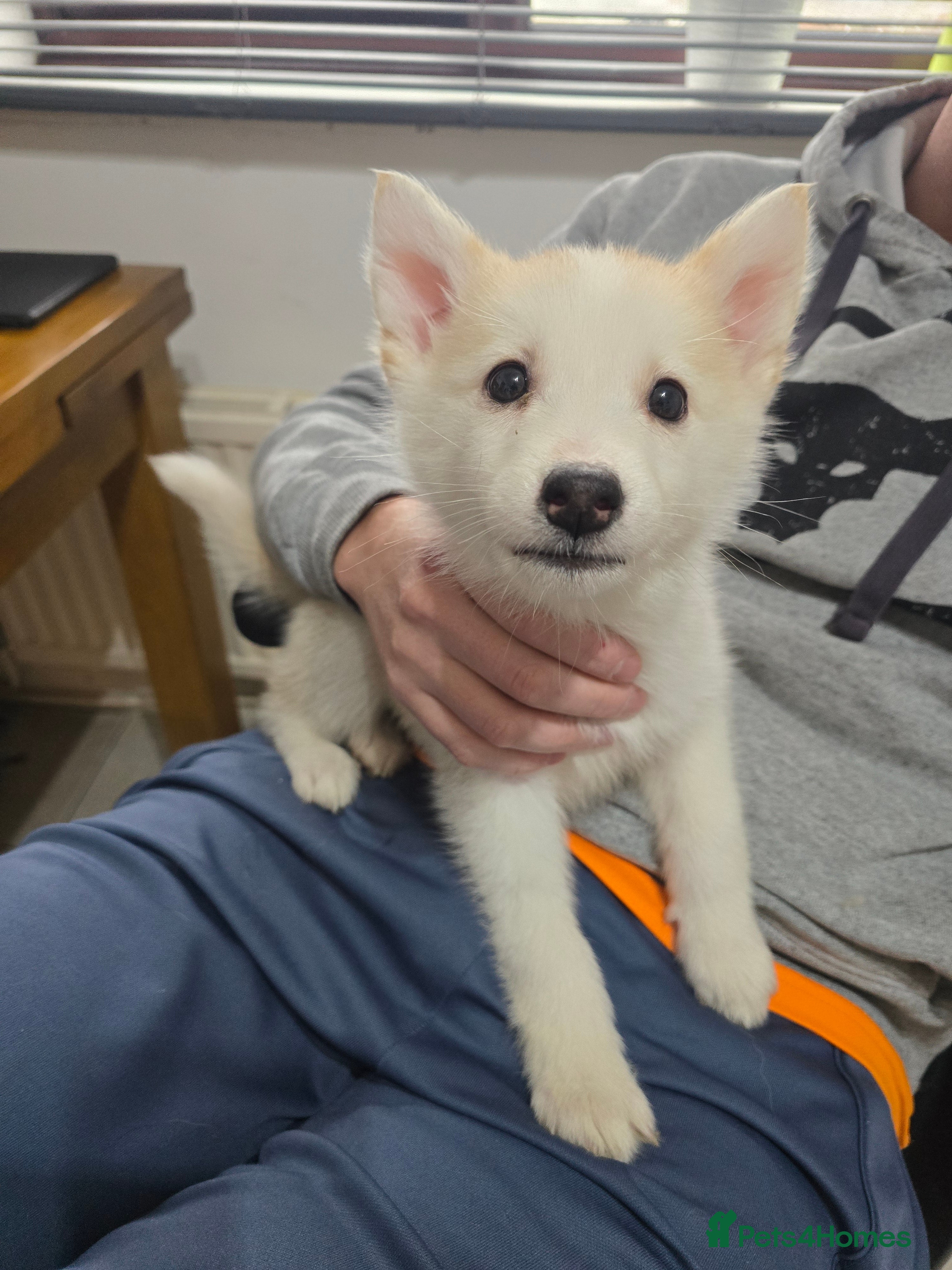 Siberian Husky dogs Ready Now last girl left in litter - Advert 2