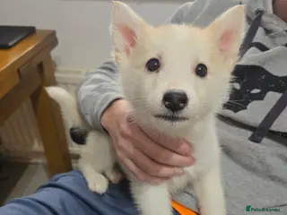 Siberian Husky dogs Ready Now last girl left in litter - Advert 2