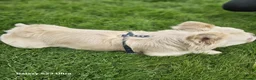 French Bulldog dogs for sale: RARE FLUFFY FRENCHIE PUPPIES!! - Advert 18