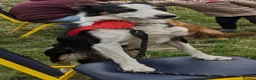 Borador dogs for sale: Boradors pups *READY NOW* - Advert 15