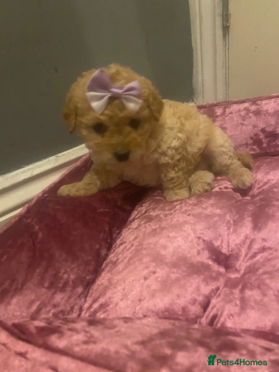 Maltipoo dogs for sale: Lovely Toy Maltipoo red curly hair puppies  - Advert 9