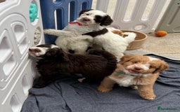 Mixed Breed dogs for sale: Mega Coated Schnockerpoo puppies - Image 34
