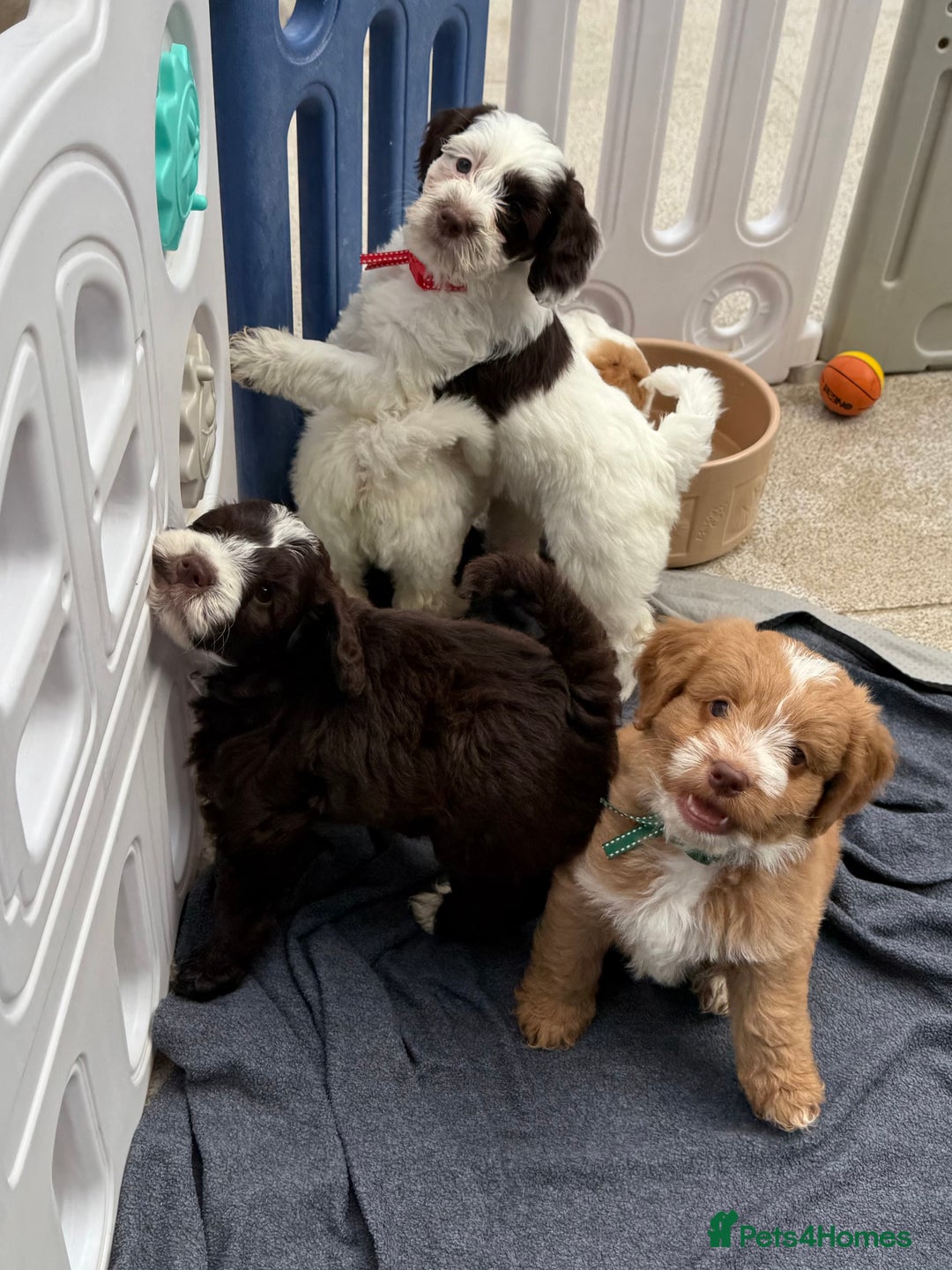 Mixed Breed dogs for sale: Mega Coated Schnockerpoo puppies - Image 34