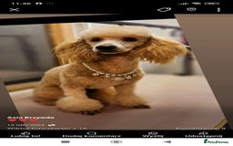 Poodle dogs for sale: Lovely poodle puppies 🐕🐕🐕 ready to go now - Image 8