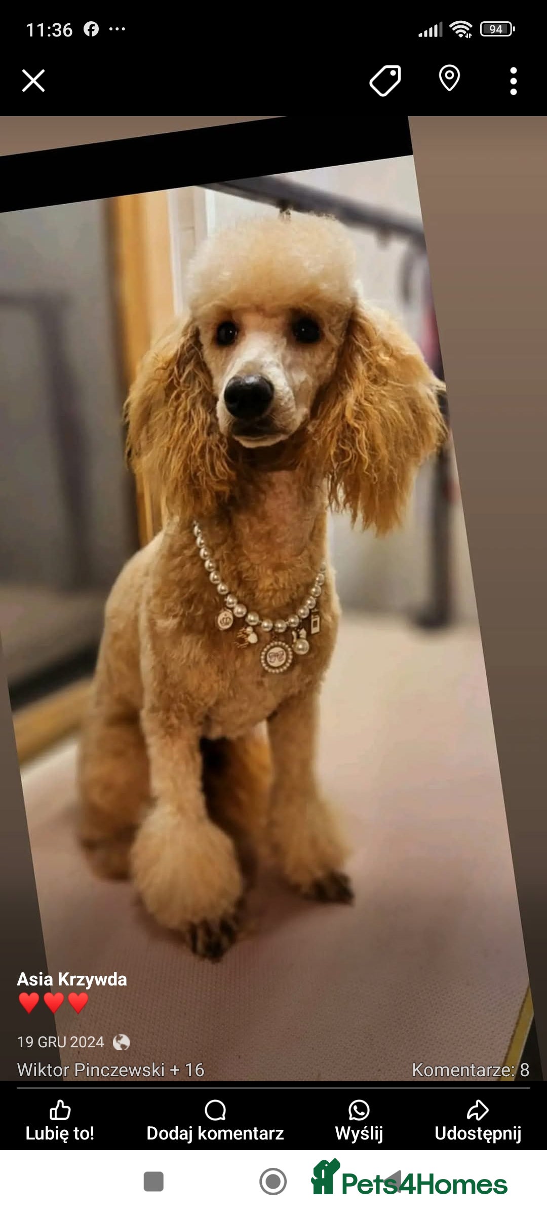 Poodle dogs for sale: Lovely poodle puppies 🐕🐕🐕 ready to go now - Image 8