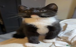 Bombay cats for sale: kittens, 2 left. - Image 2