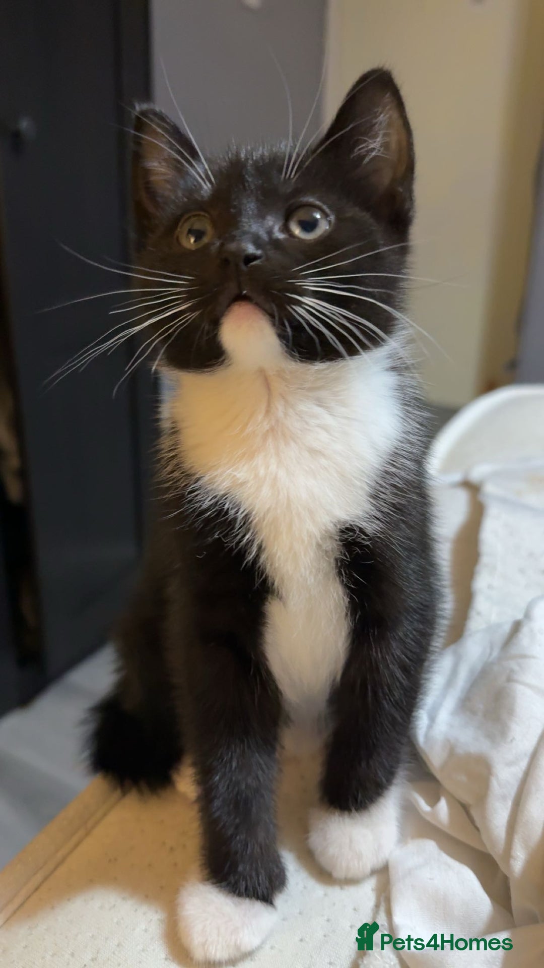 Bombay cats for sale: kittens, 2 left. - Image 2