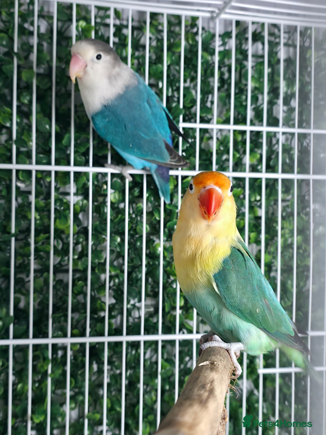 Lovebirds birds for sale: BREEDER PAIR - Advert 1