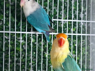 Lovebirds birds BREEDER PAIR - Advert 1
