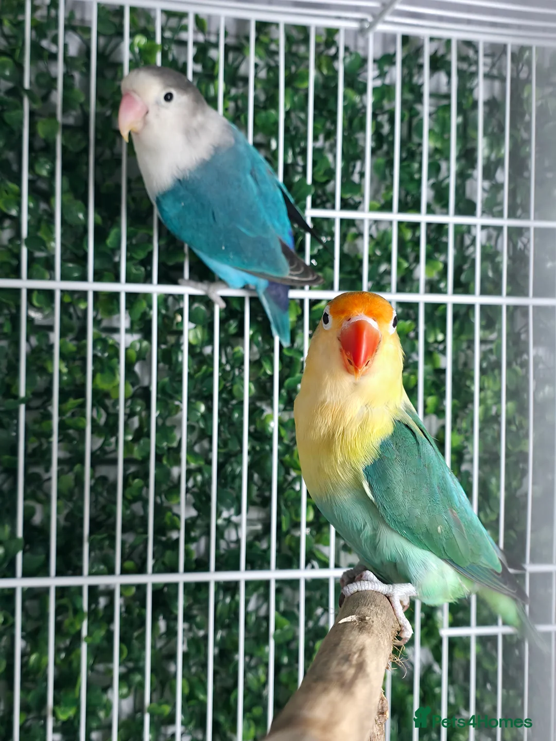 Lovebirds birds for sale: BREEDER PAIR - Advert 1