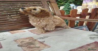 Cockapoo dogs - Advert 1