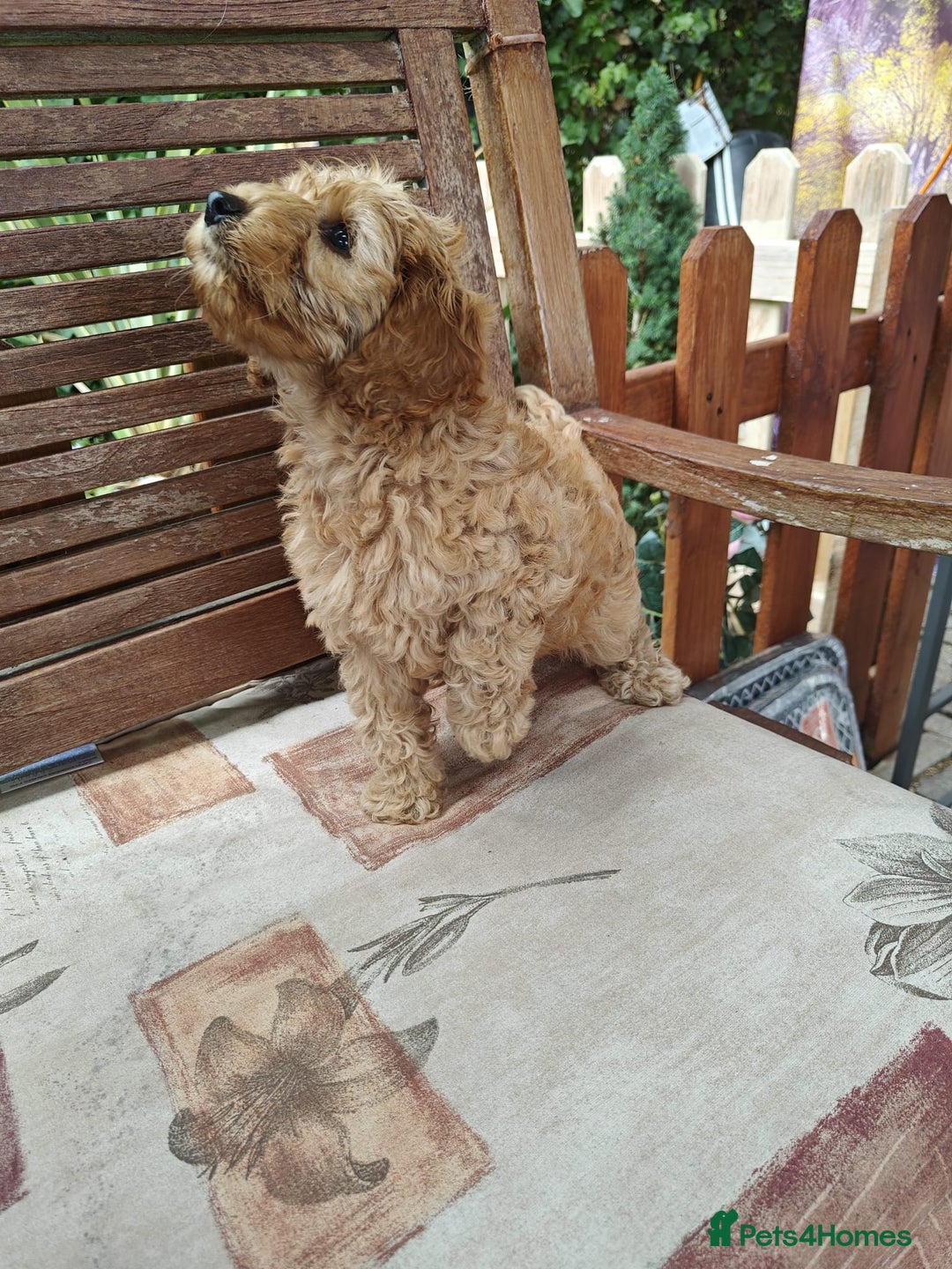 Cockapoo dogs for sale: Cockapoo for sale  - Image 3