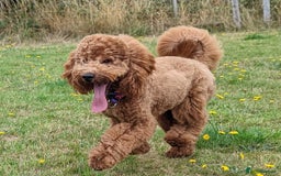 Cockapoo dogs for stud: Stunning proven KC reg Red Miniature Poodle in Cannock - Image 4